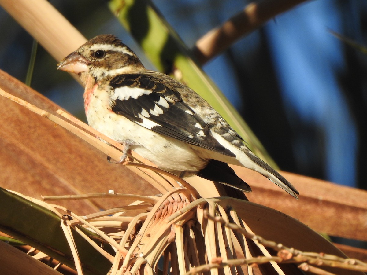 Rose-breasted Grosbeak - ML646325367