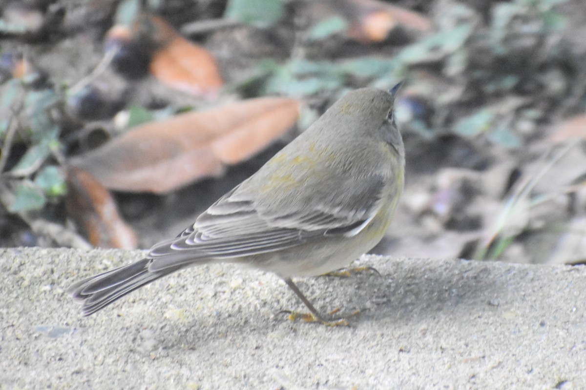 Pine Warbler - ML646325370