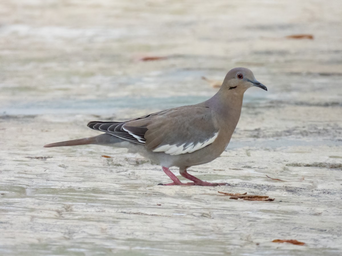 White-winged Dove - ML646325372