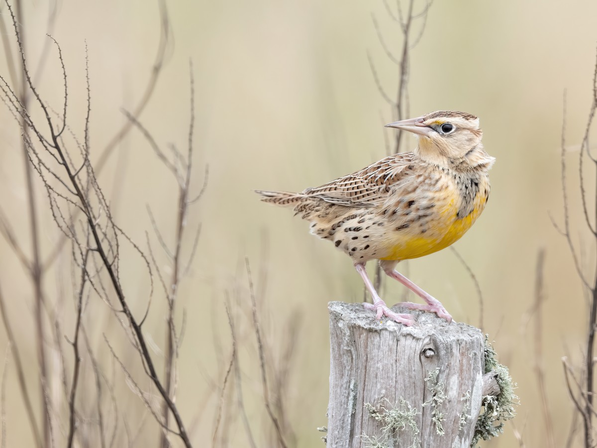 Western Meadowlark - ML646325373
