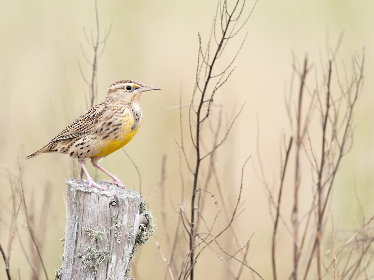 Western Meadowlark - ML646325374