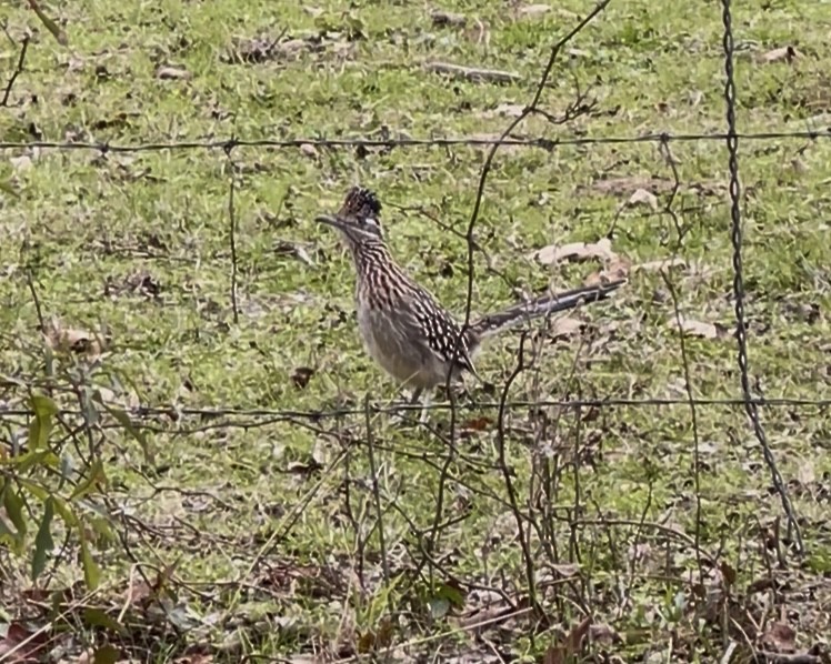 Greater Roadrunner - ML646325375