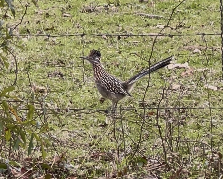 Greater Roadrunner - ML646325377