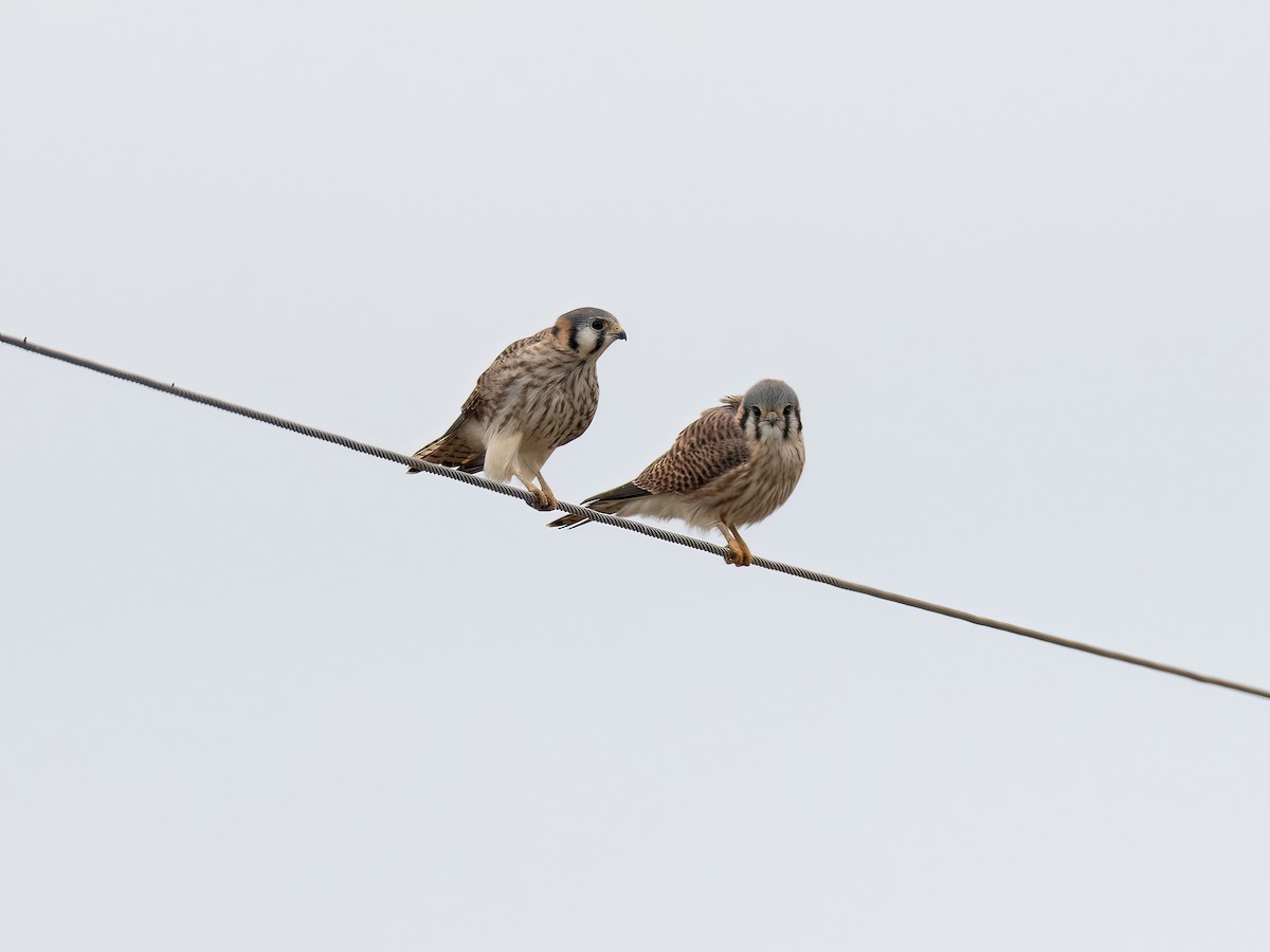 American Kestrel - ML646325396