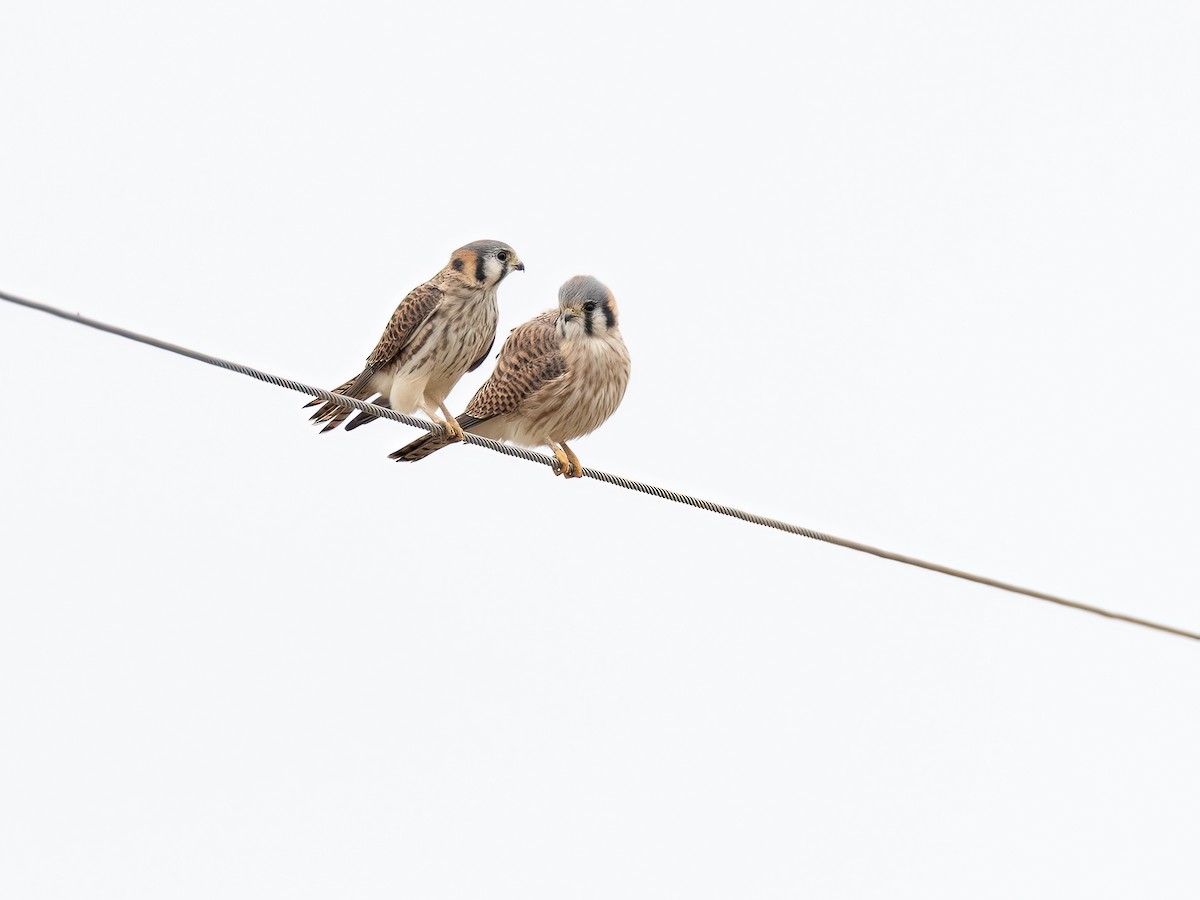 American Kestrel - ML646325397