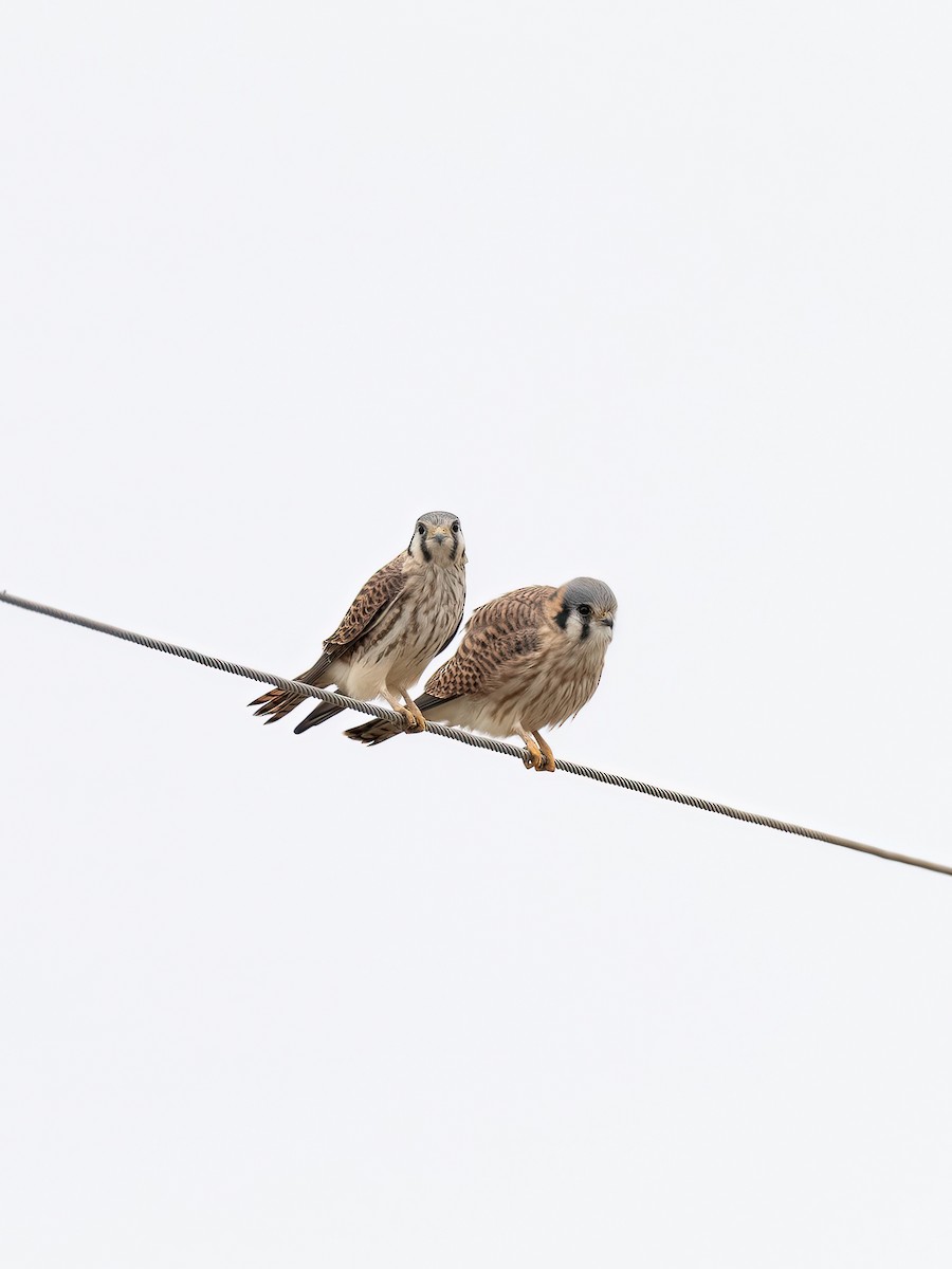 American Kestrel - ML646325398