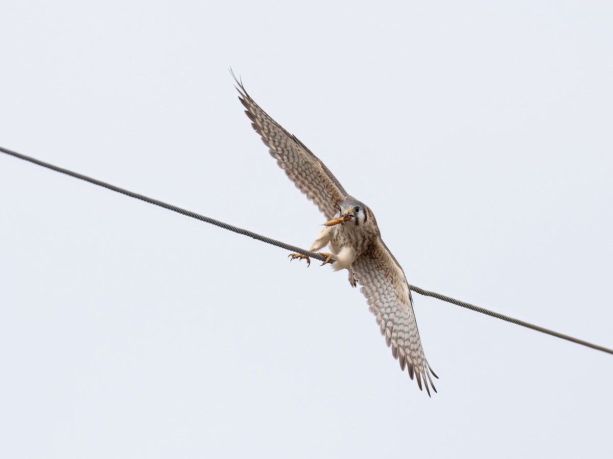 American Kestrel - ML646325399