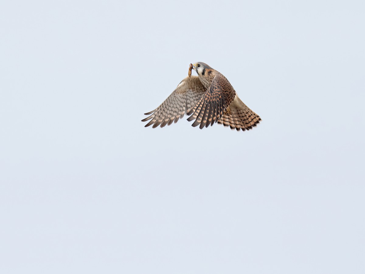 American Kestrel - ML646325400