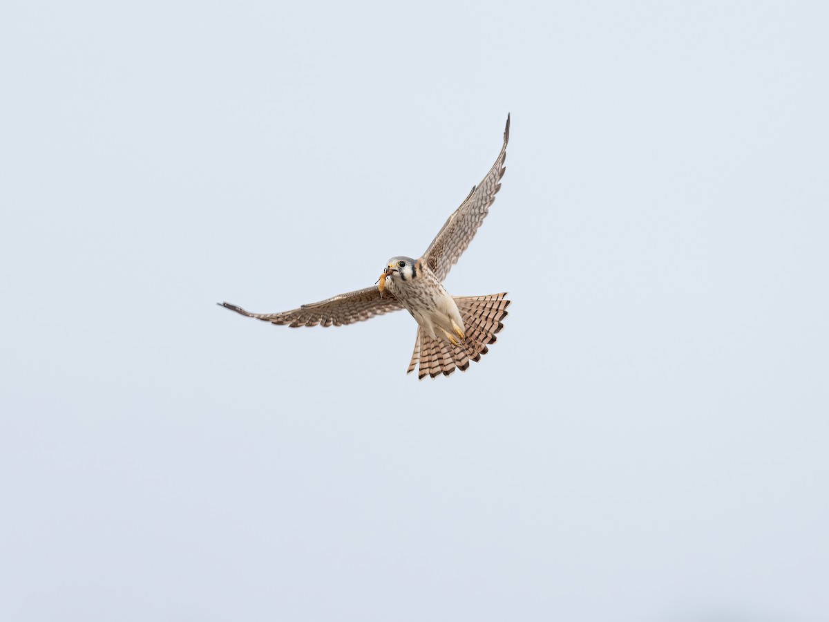 American Kestrel - ML646325401