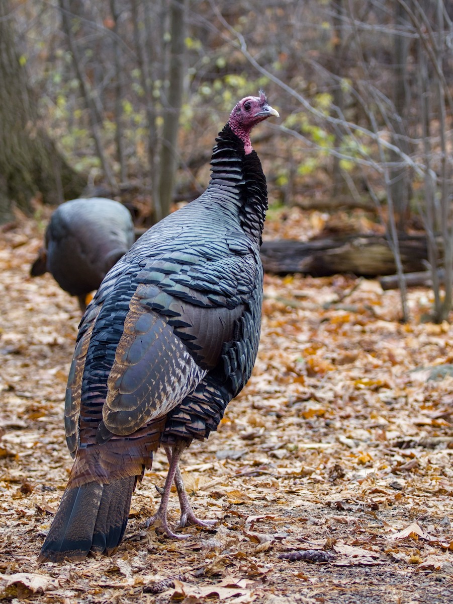 Wild Turkey - ML646325403