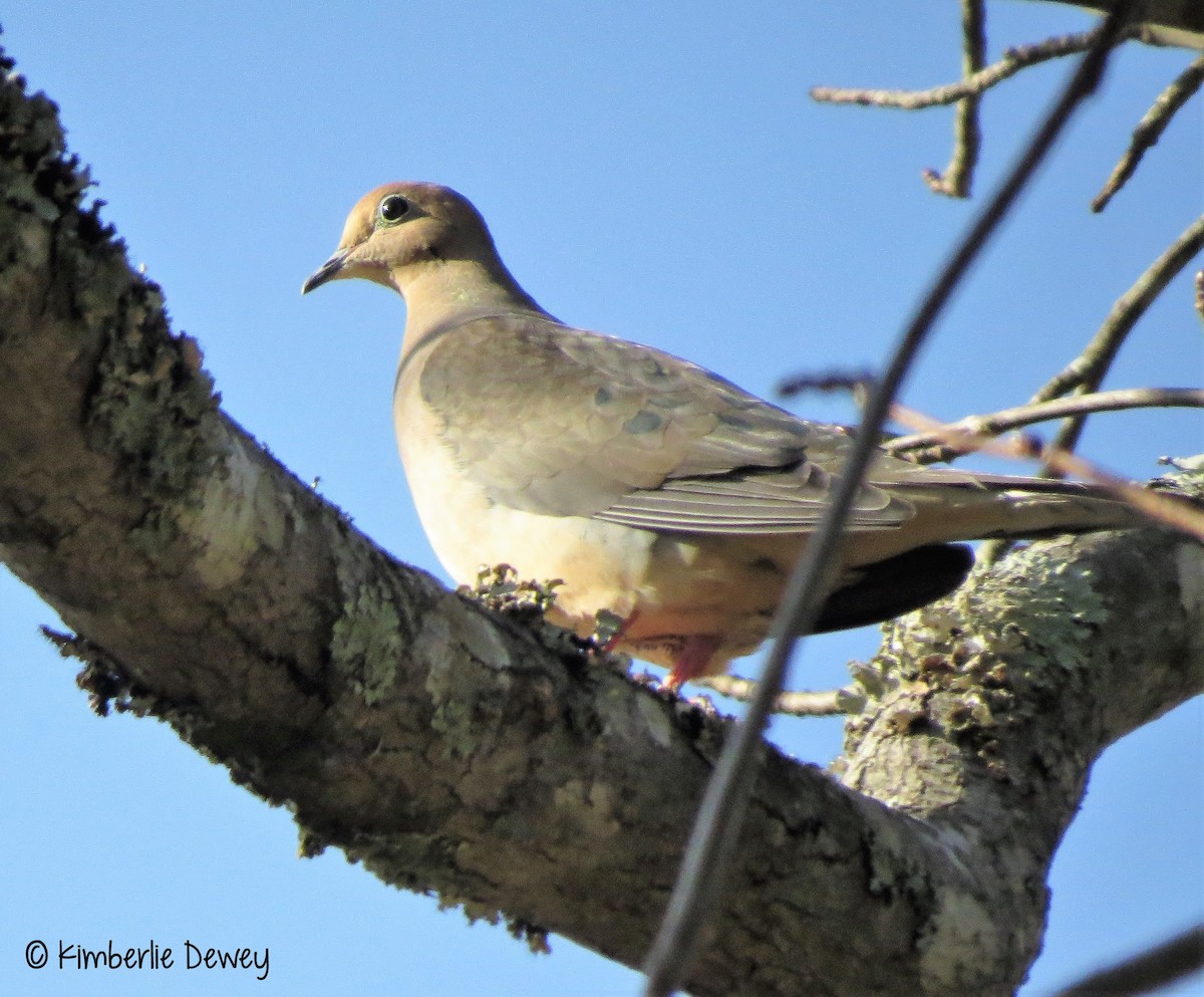 Mourning Dove - ML64632541
