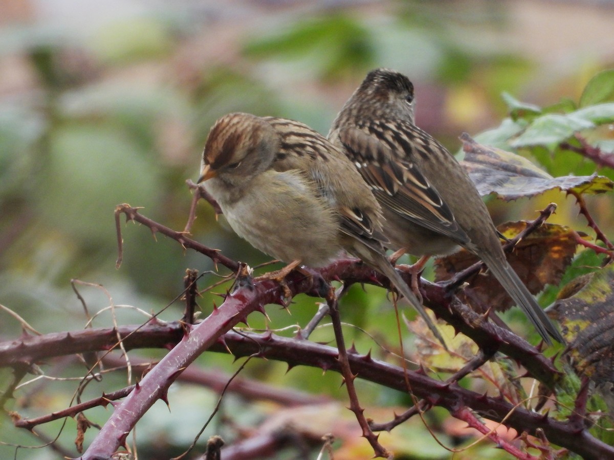 Golden-crowned Sparrow - ML646325417