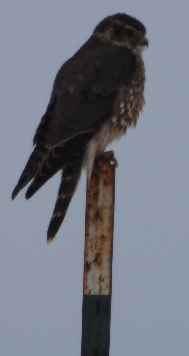 dřemlík tundrový - ML646325419