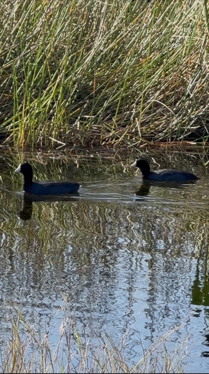 American Coot - ML646325421