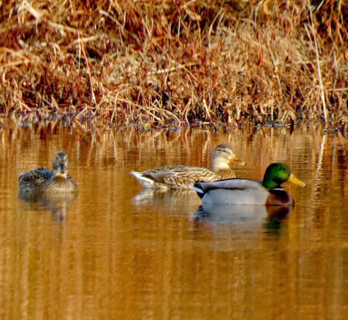 Mallard - ML646325422