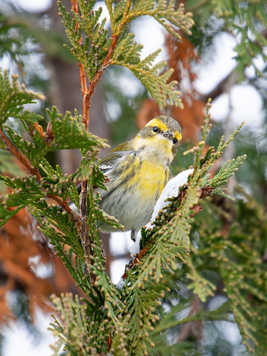 Townsend's Warbler - ML646325427