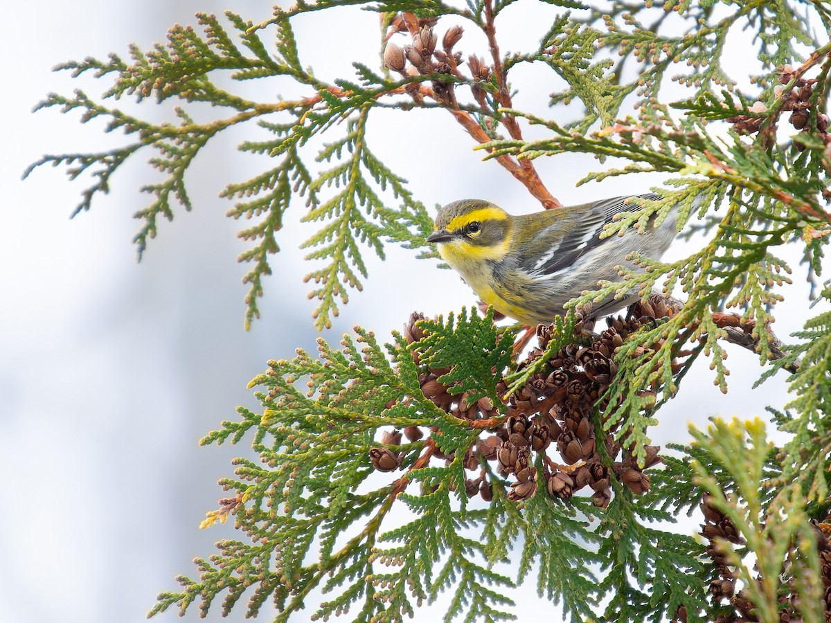 Townsend's Warbler - ML646325428