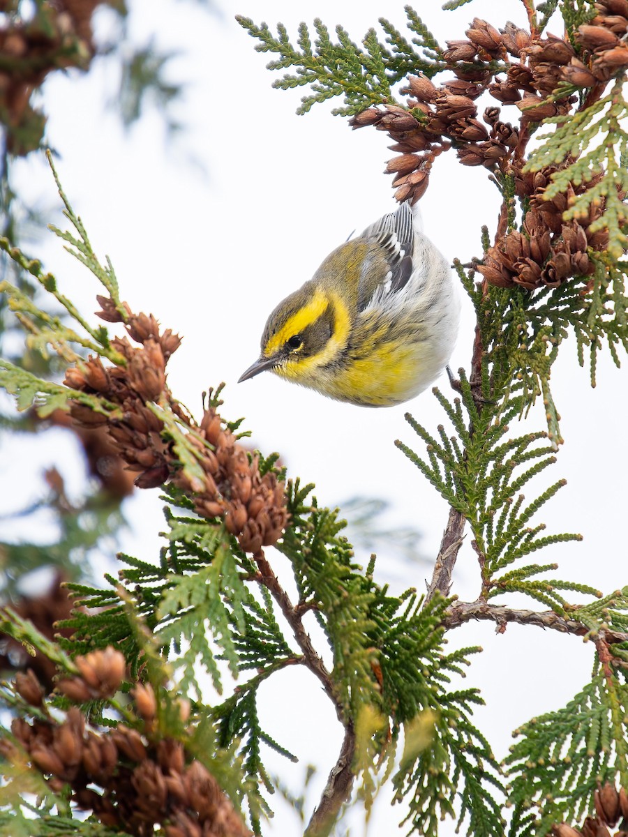 Townsend's Warbler - ML646325429