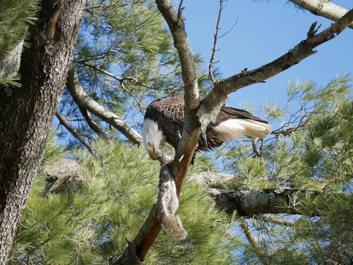 Bald Eagle - ML646325430