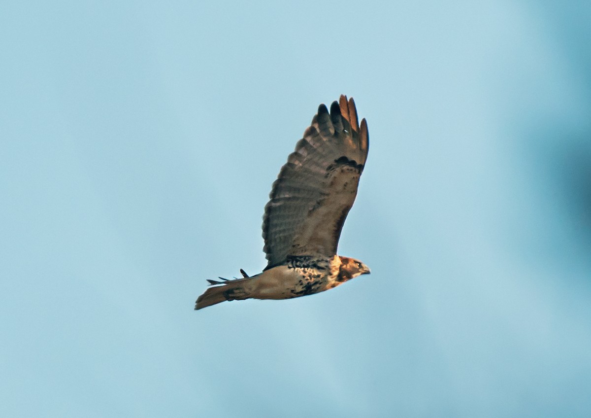 Red-tailed Hawk - ML646325432