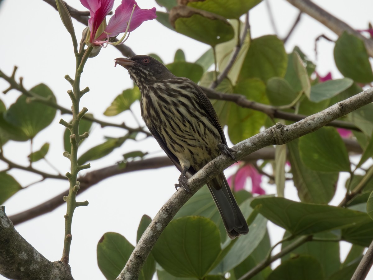 Palmchat - ML646325434