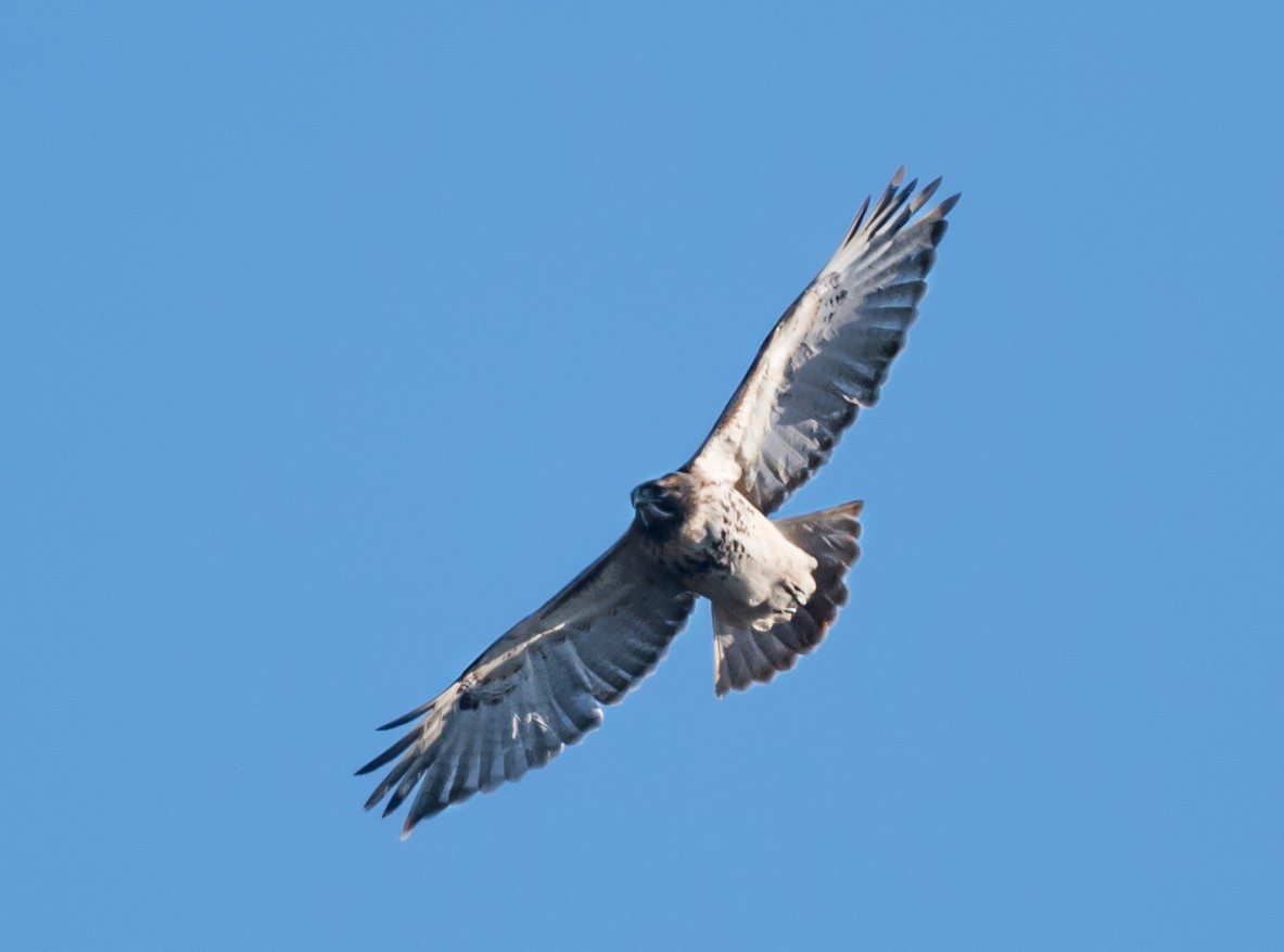 Red-tailed Hawk - ML646325437