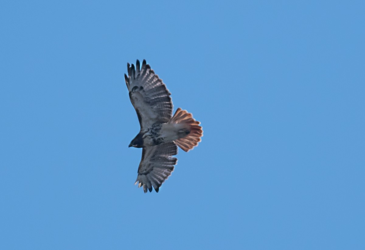 Red-tailed Hawk - ML646325438