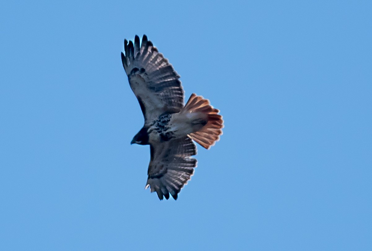 Red-tailed Hawk - ML646325439