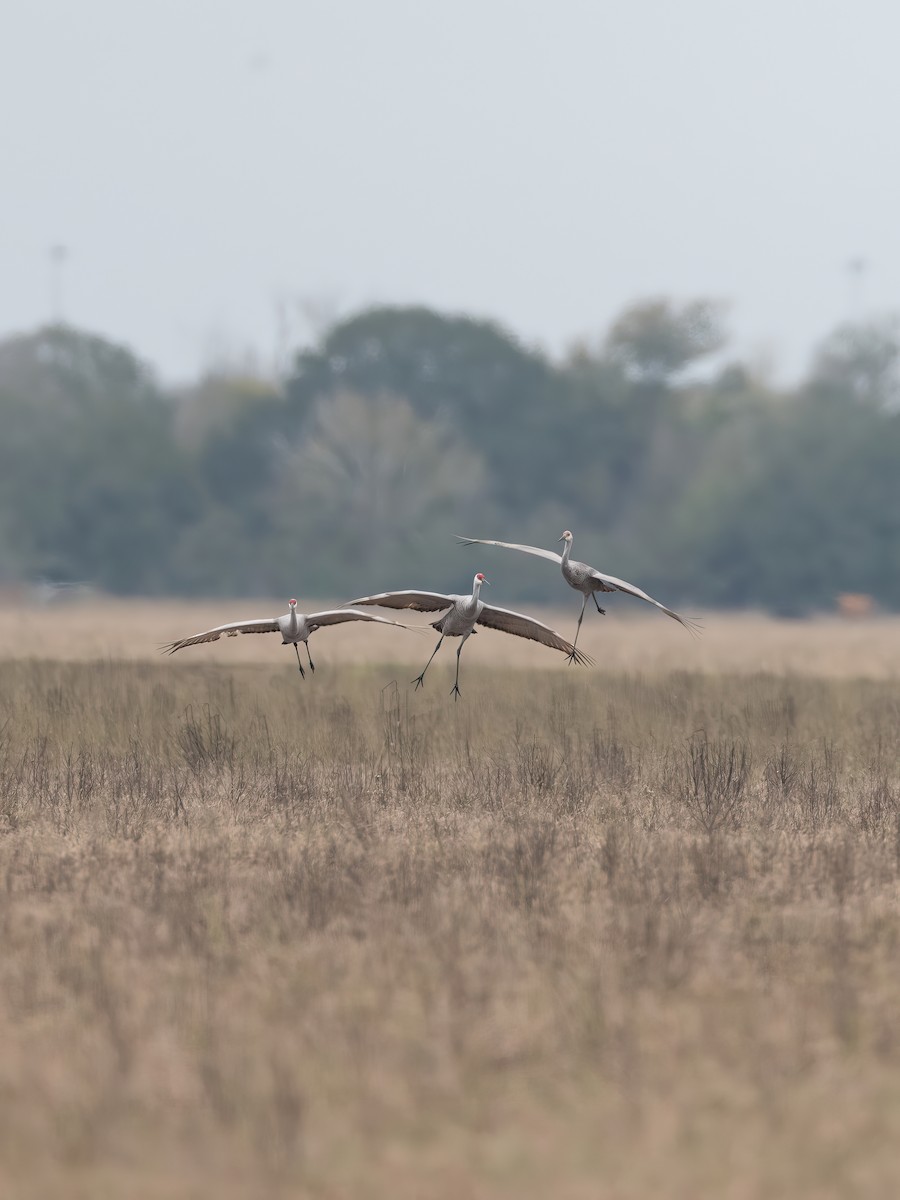 Sandhill Crane - ML646325441