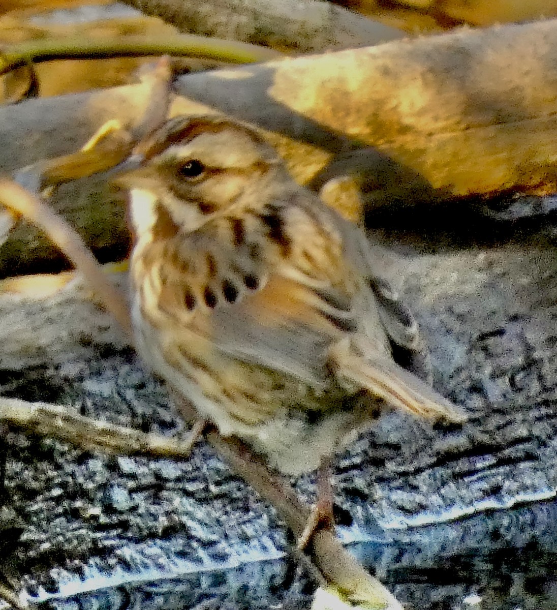 Song Sparrow - ML646325443