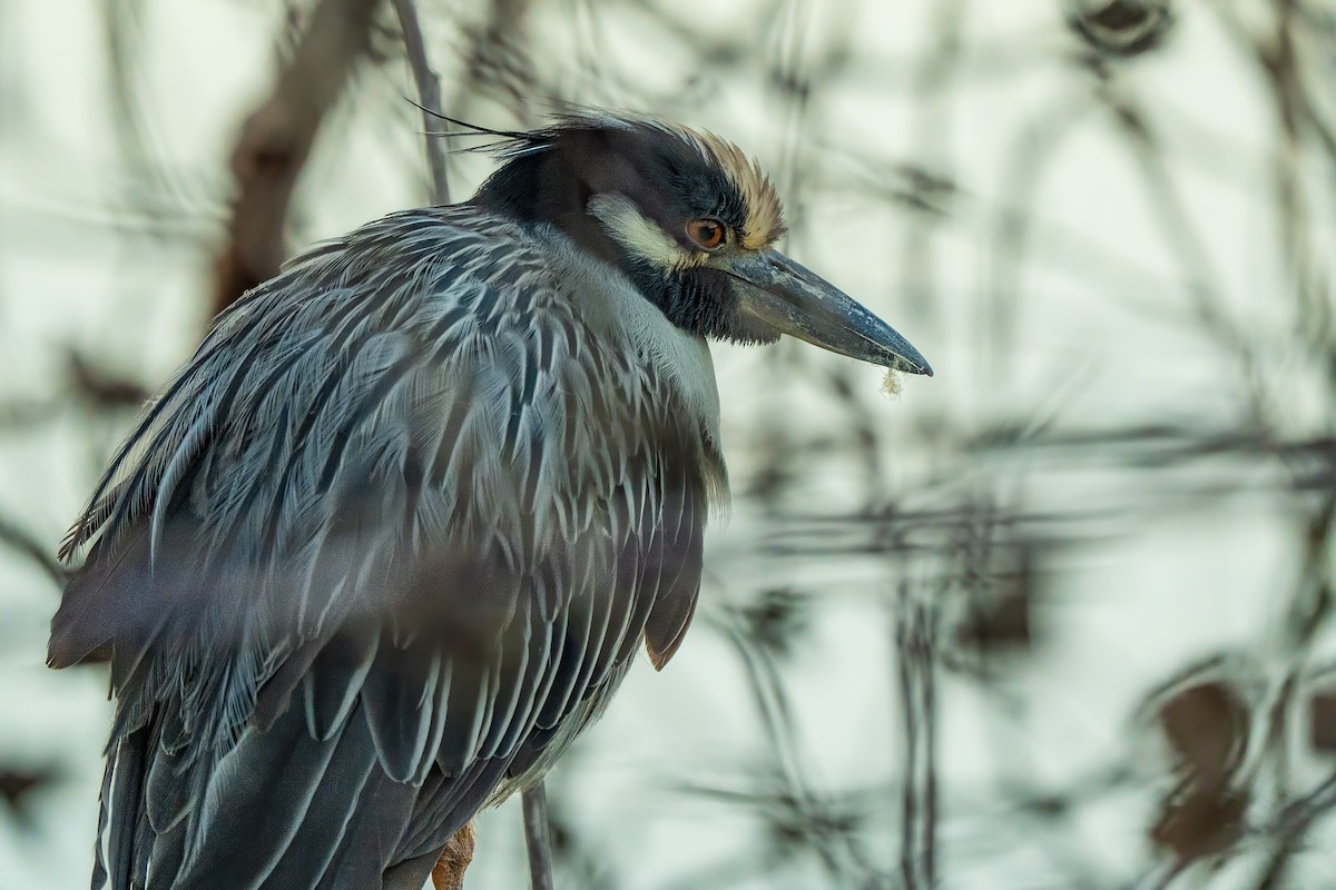 אנפת לילה צהובת-כיפה - ML646325445