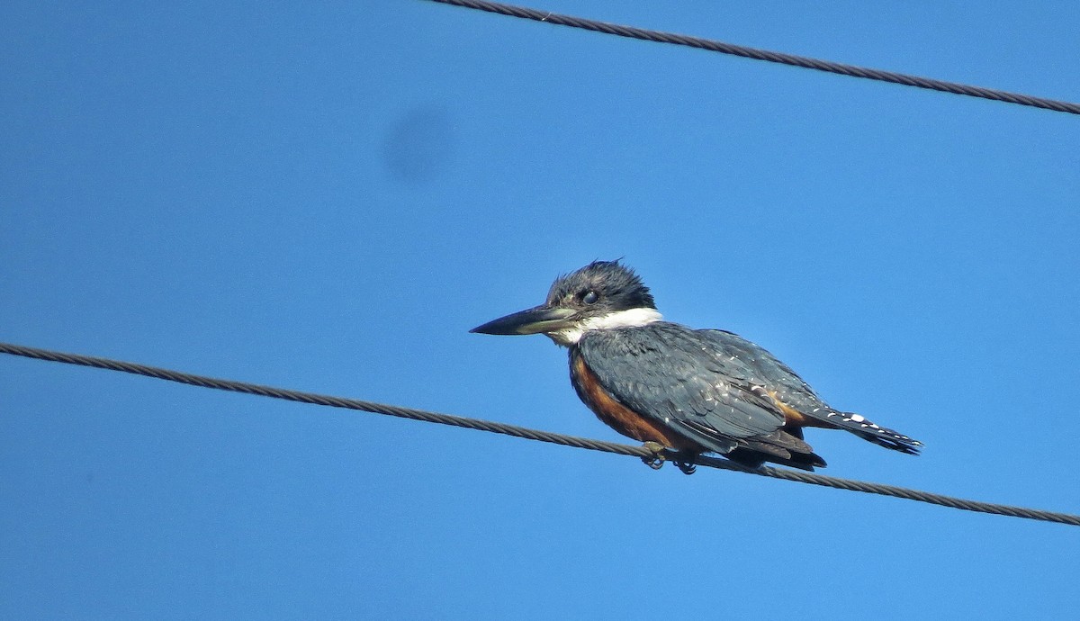 Ringed Kingfisher - ML646325446