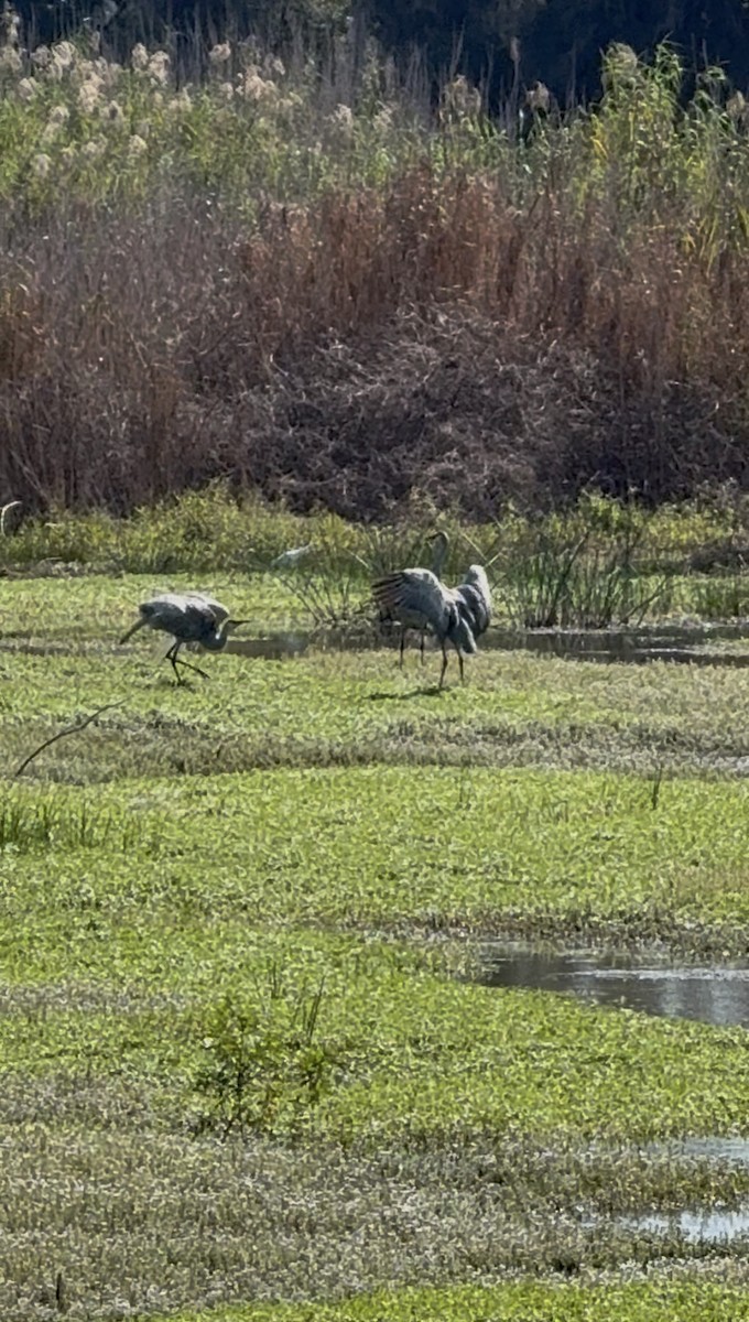 Sandhill Crane (Florida) - ML646325450