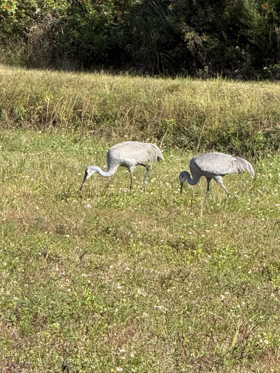 Sandhill Crane (Florida) - ML646325451