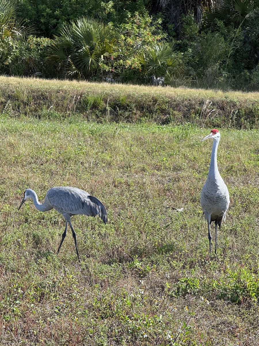 Sandhill Crane (Florida) - ML646325452