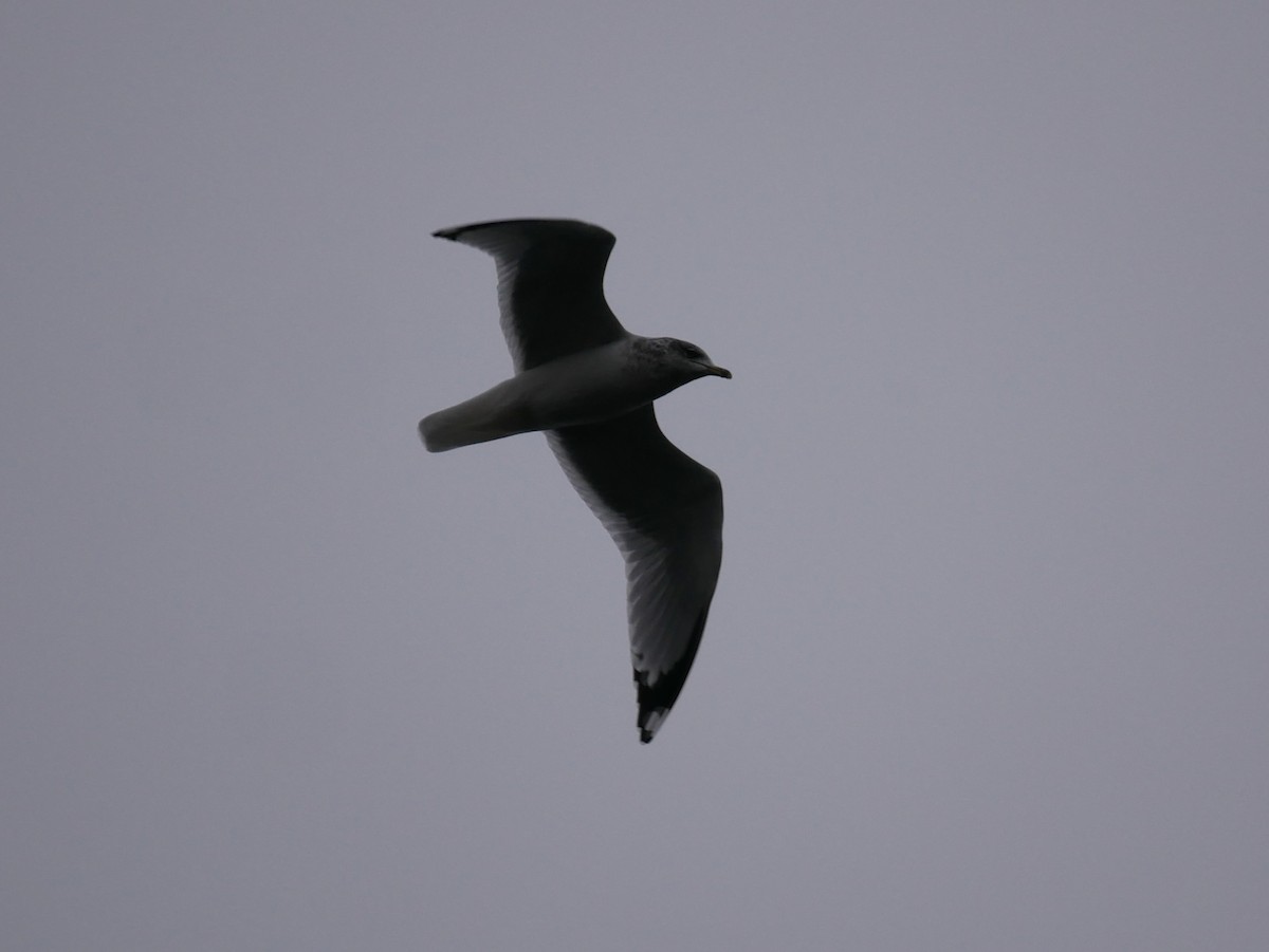 Ring-billed Gull - ML646325454