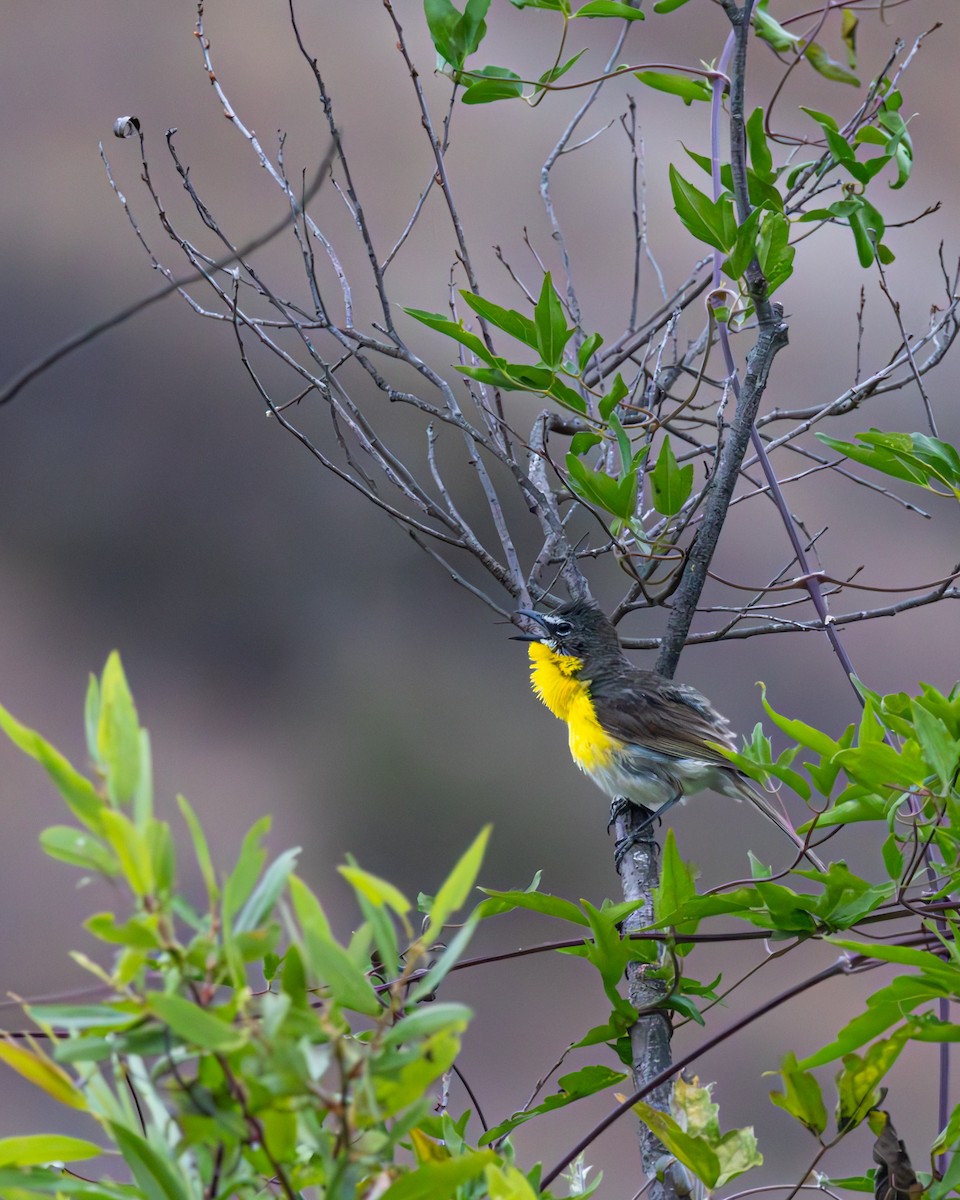 Yellow-breasted Chat - ML646325455