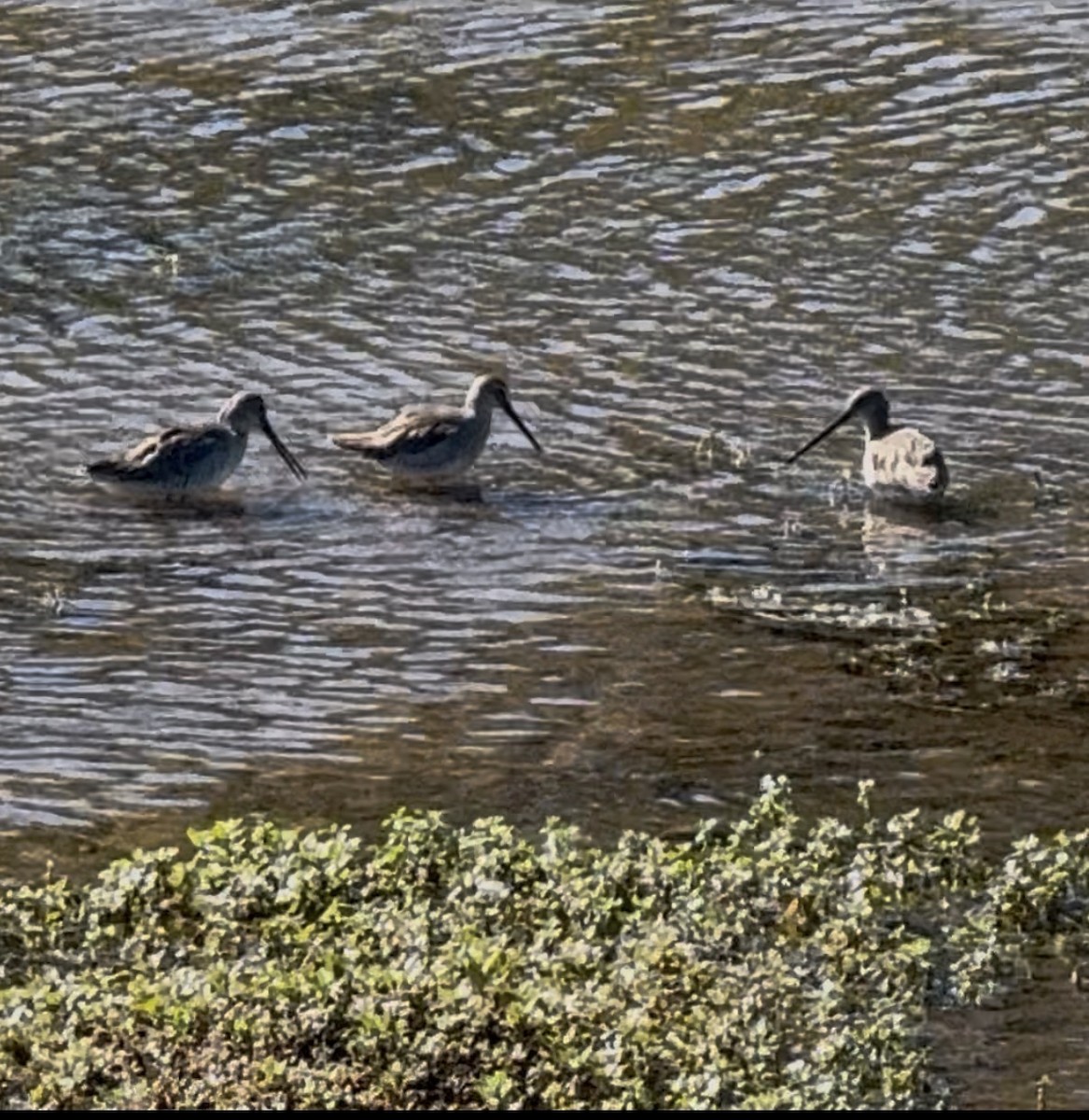 Short-billed/Long-billed Dowitcher - ML646325460