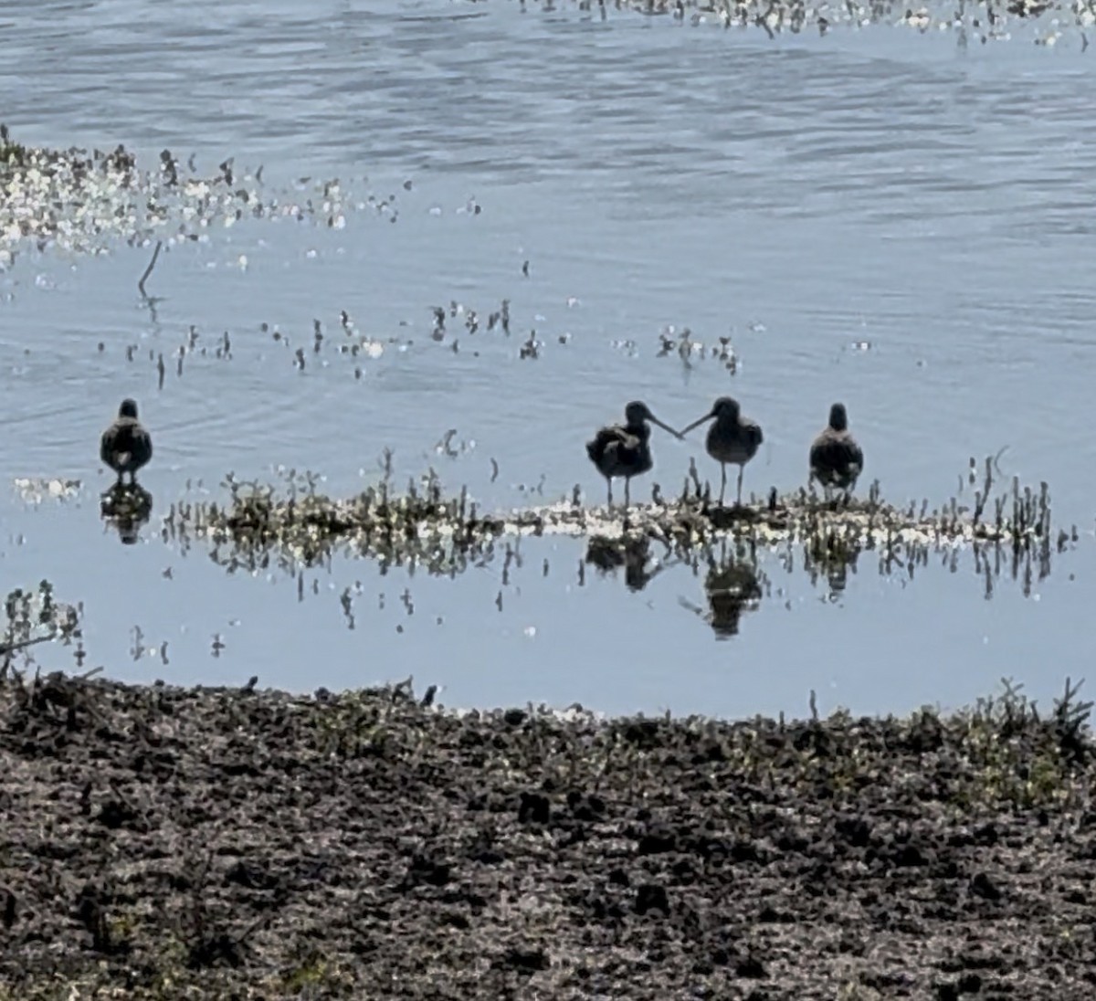 Short-billed/Long-billed Dowitcher - ML646325461