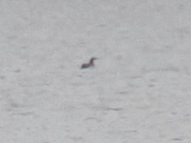 loon sp. - ML646325463