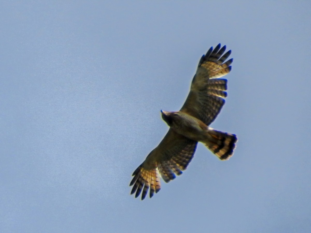 Roadside Hawk - ML646325466