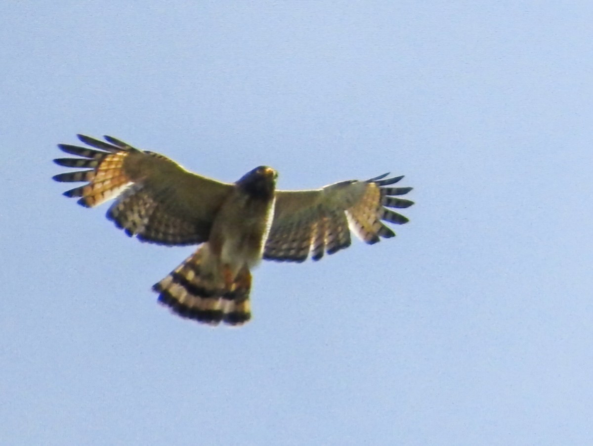 Roadside Hawk - ML646325467