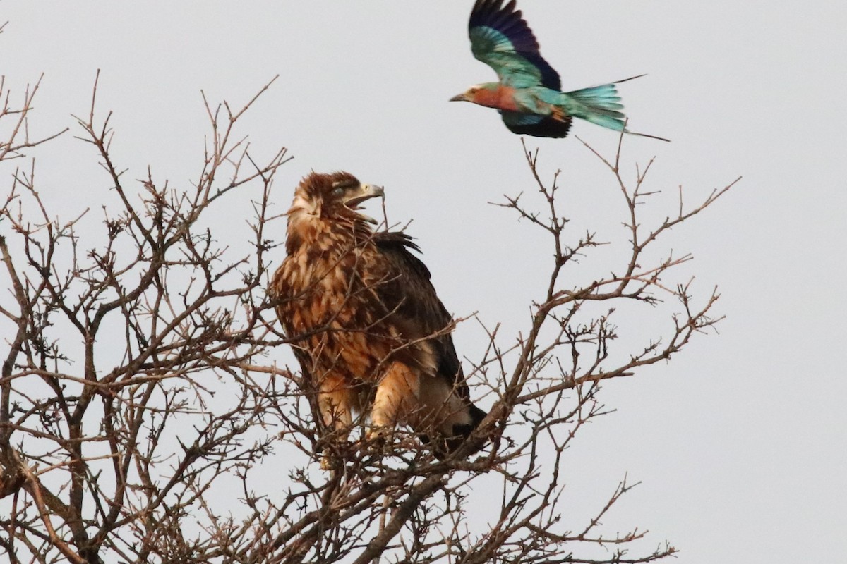 savanneørn - ML646325471