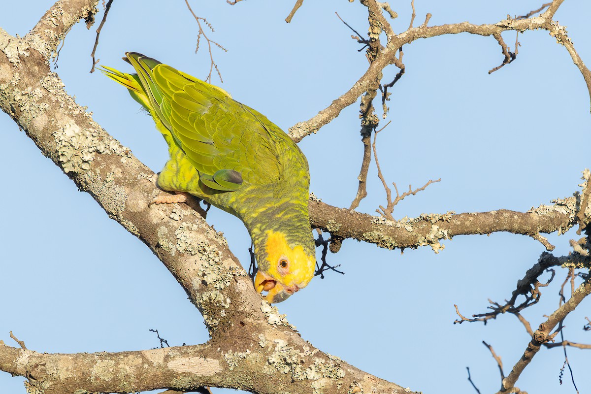 solpapegøye - ML646325477