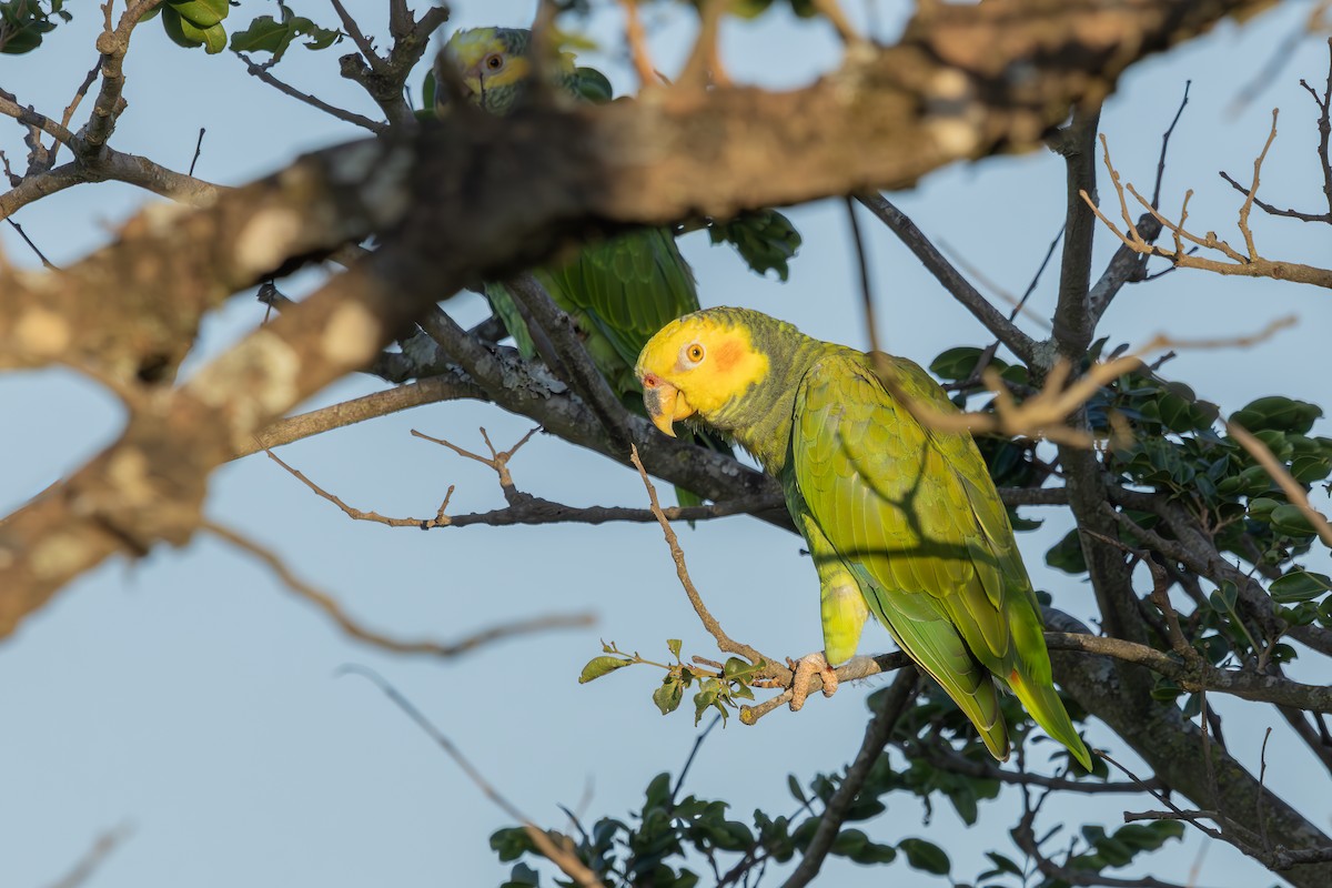 solpapegøye - ML646325478