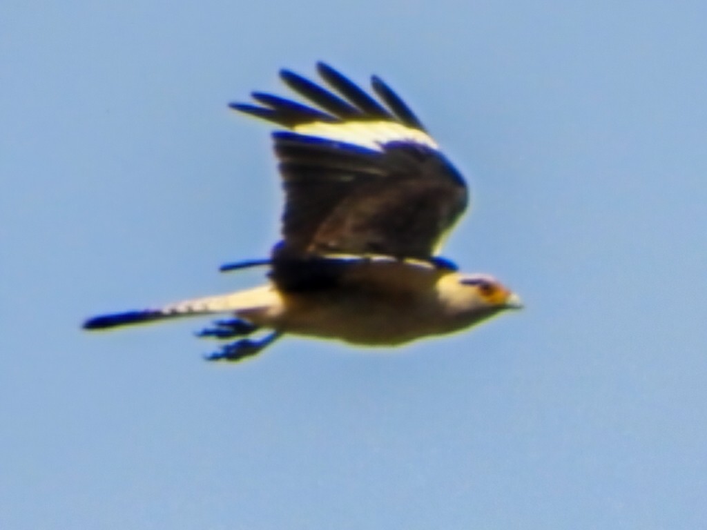 Yellow-headed Caracara - ML646325481