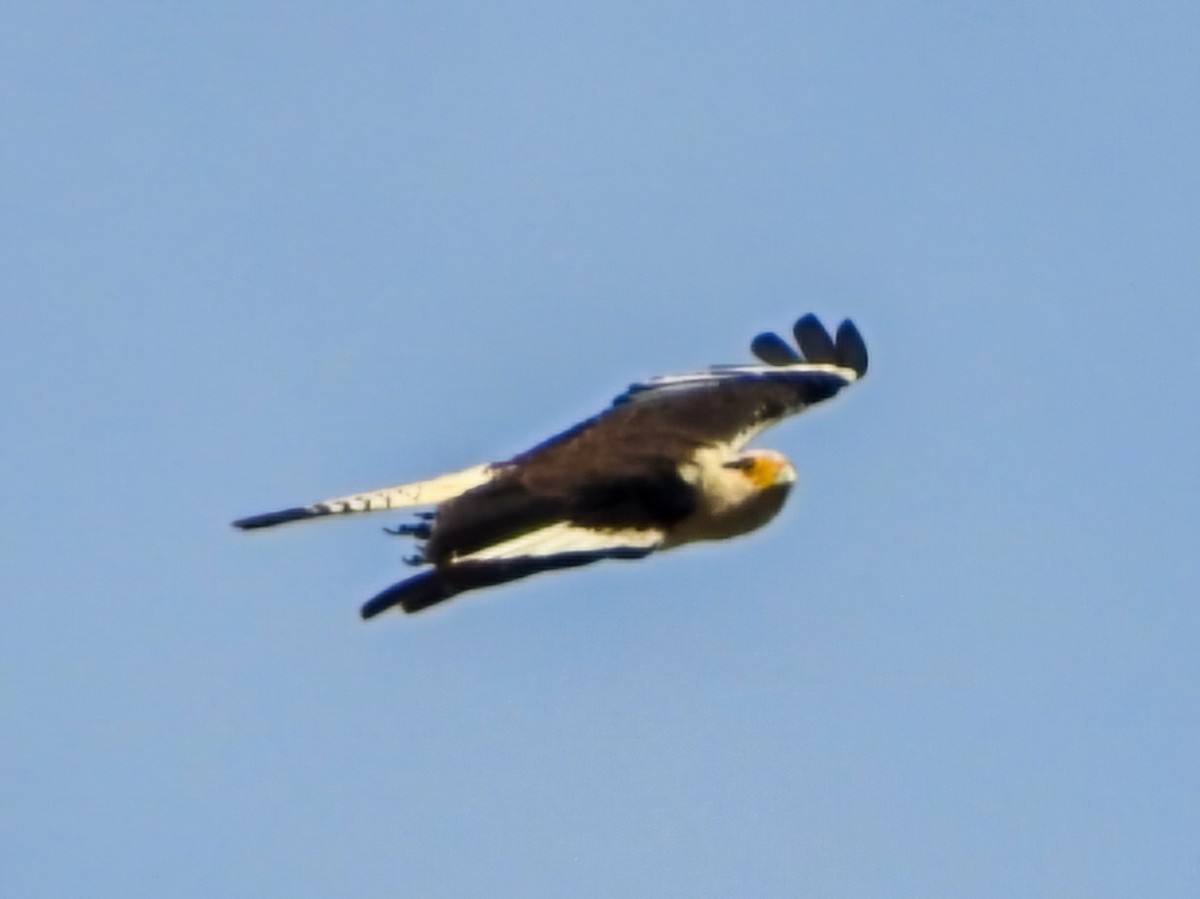 Yellow-headed Caracara - ML646325482
