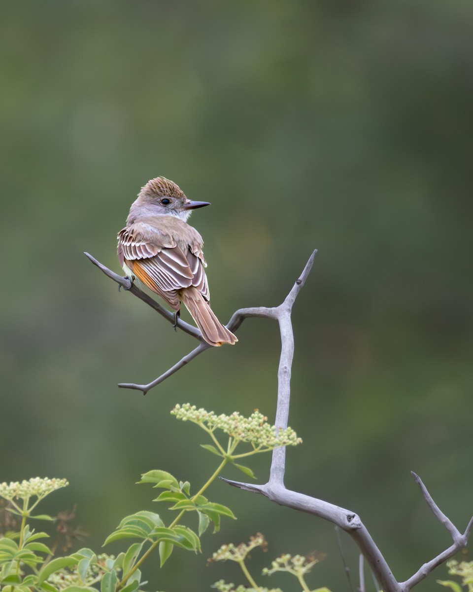 Ash-throated Flycatcher - ML646325489