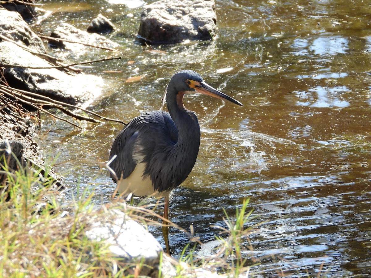 Tricolored Heron - ML646325499