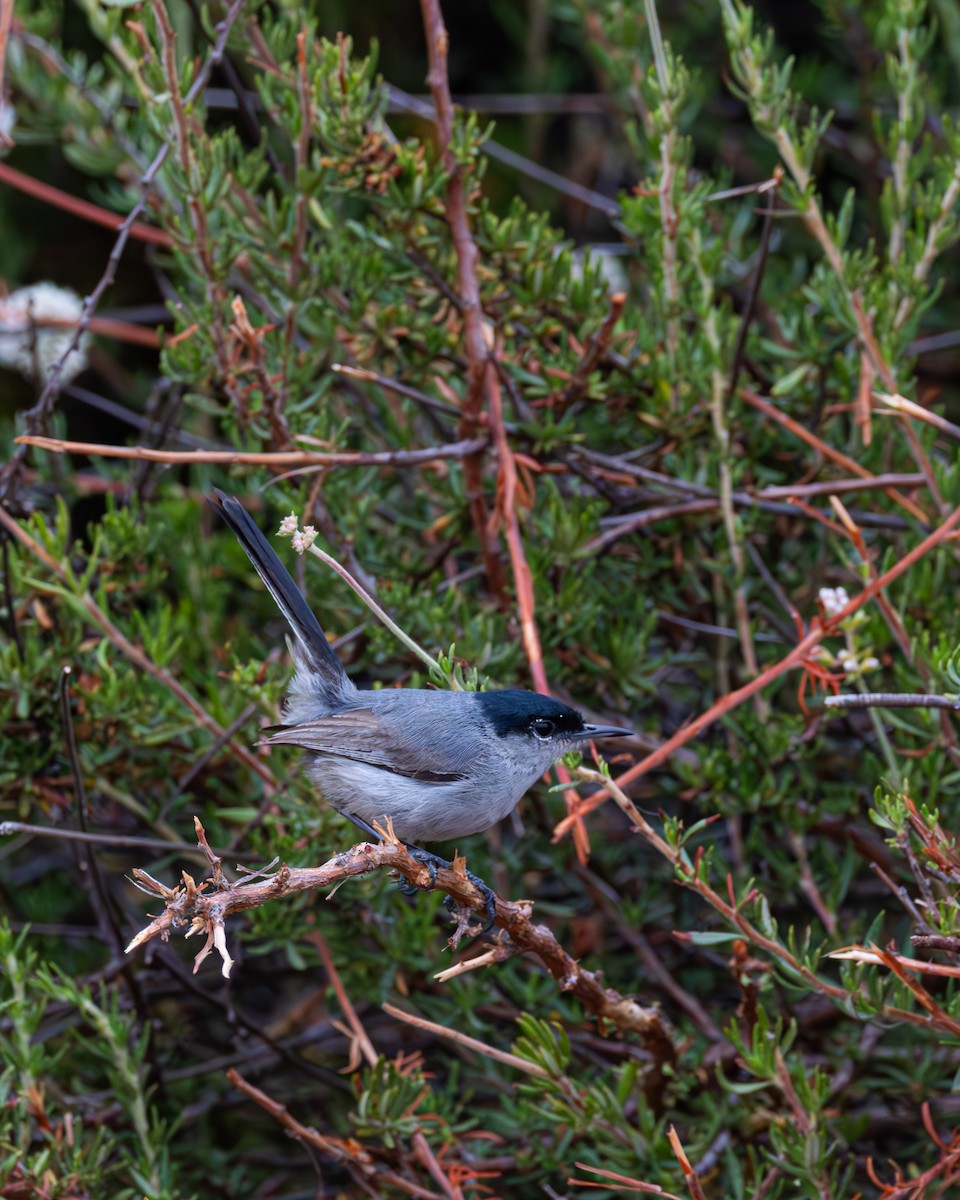 California Gnatcatcher - ML646325504